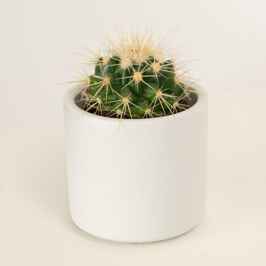 White Barrel Cactus | Indoor Cactus Plants