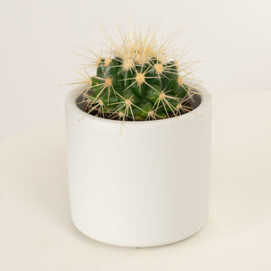 White Barrel Cactus - Indoor Plant