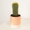 Yellow Tower Cactus