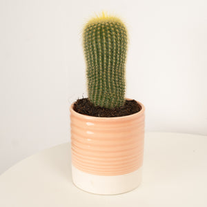 Yellow Tower Cactus - Indoor Plant