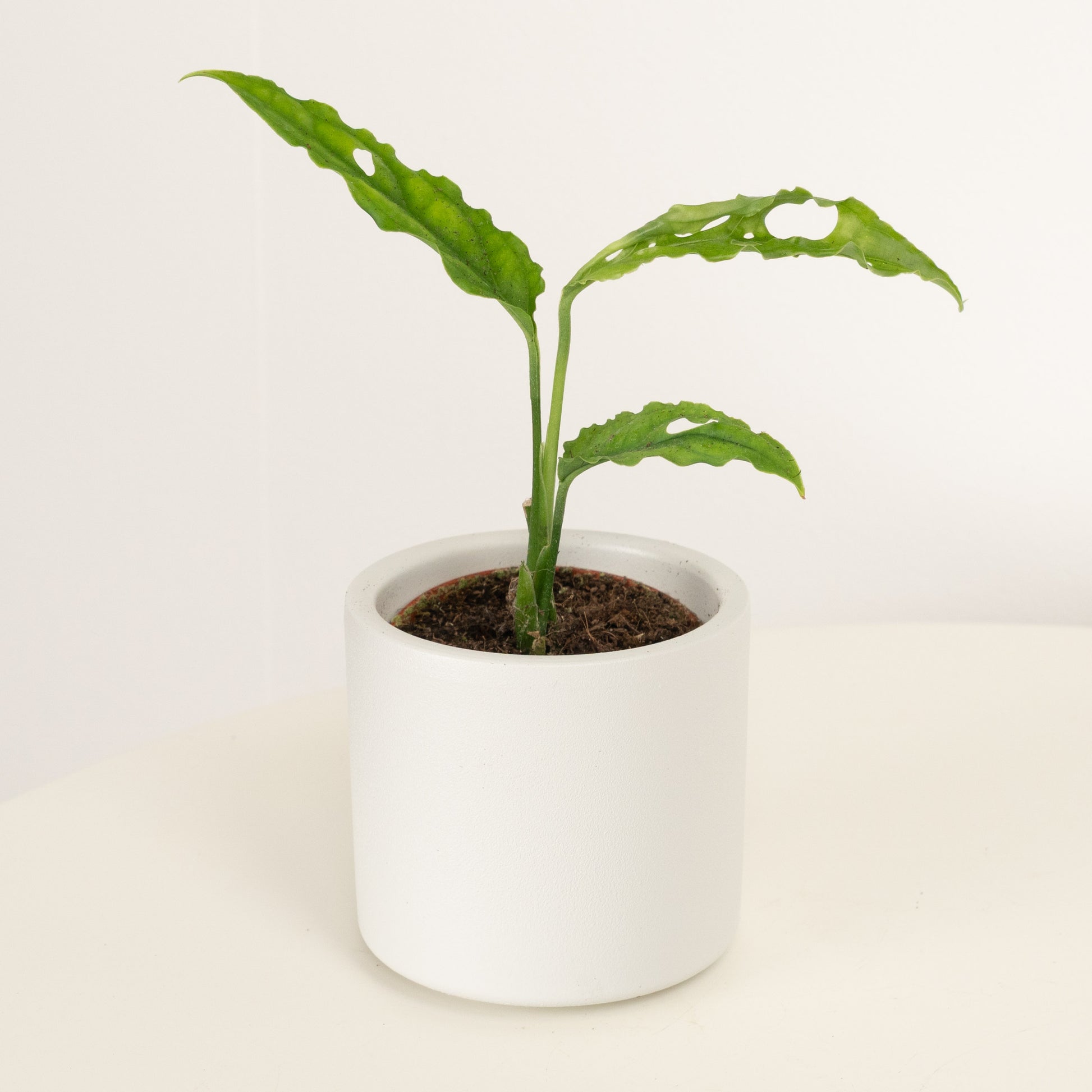 monstera adansonii peru Monkey Mask | Peru | Rare Plant