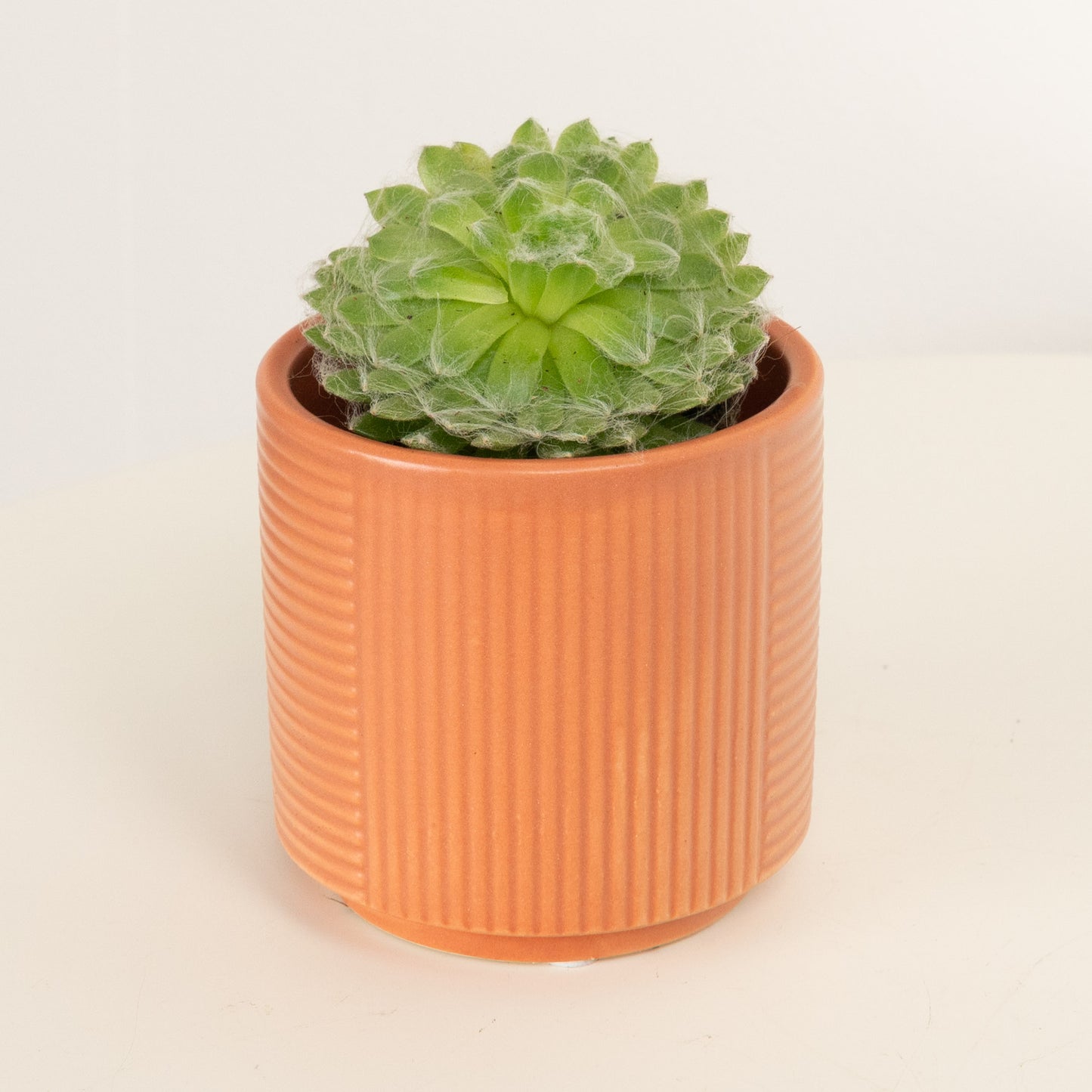 Hen & Chicks | Green