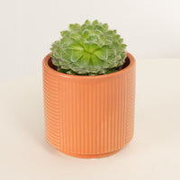 Hen & Chicks | Green