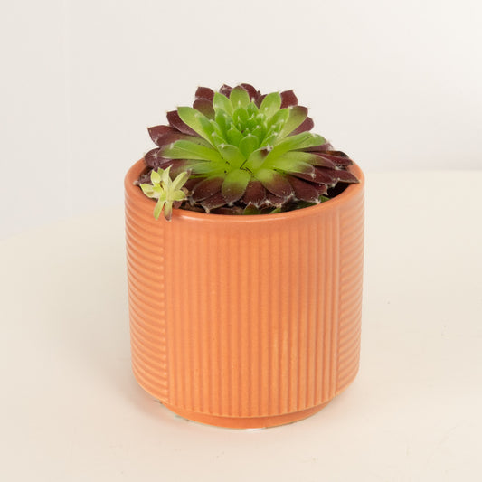 Hen & Chicks | Red | Perfect Plants for Under £30