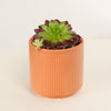 Hen & Chicks | Red