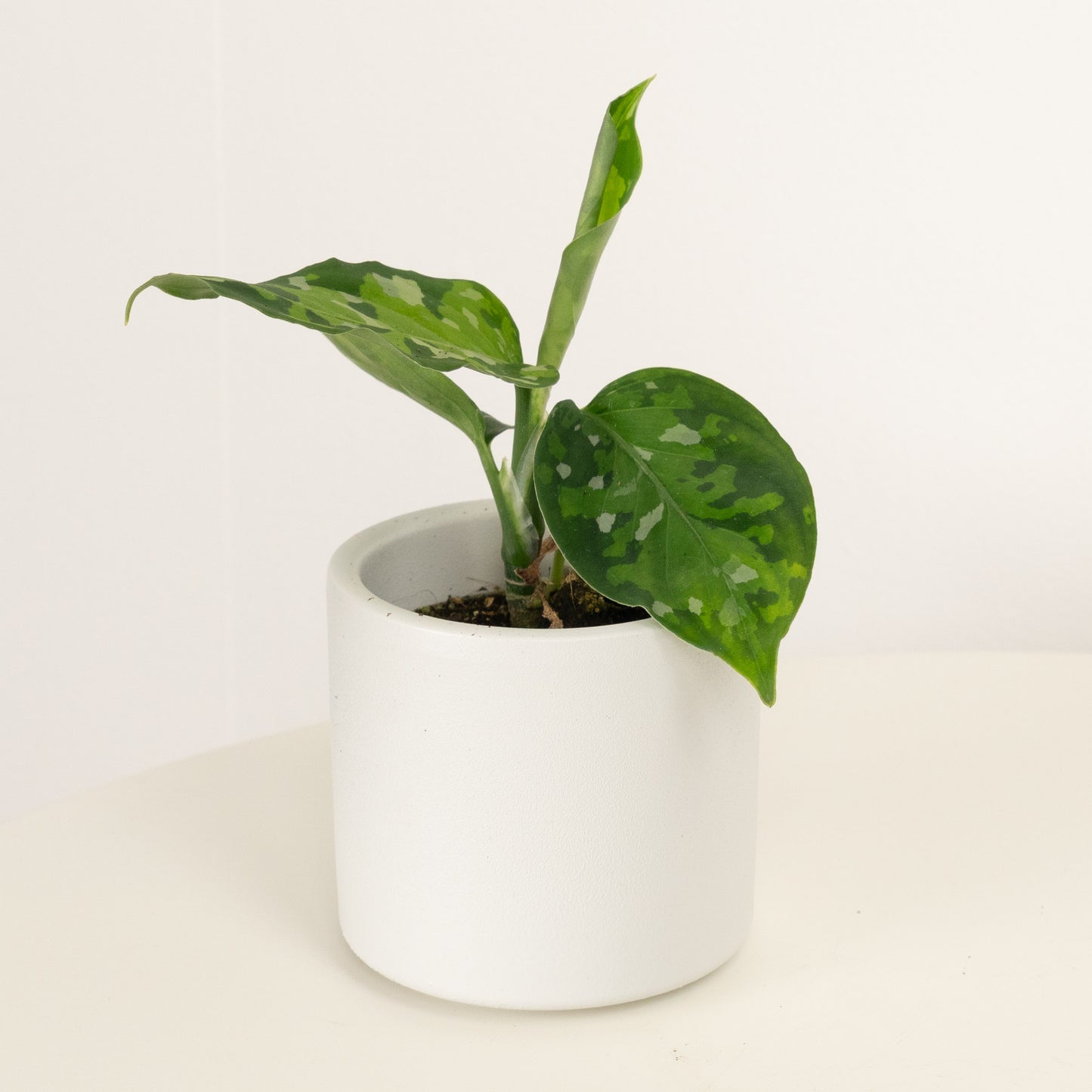 Chinese Evergreen | Pictus Tricolour | Hard To Find