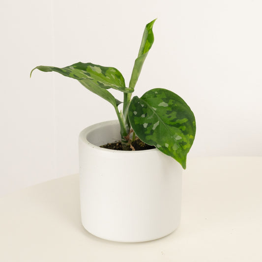 Chinese Evergreen | Pictus Tricolour | Hard To Find | Exotic & Tropical Plants