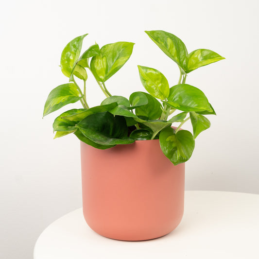 Devil's Ivy | Global Green | Variegated Plants