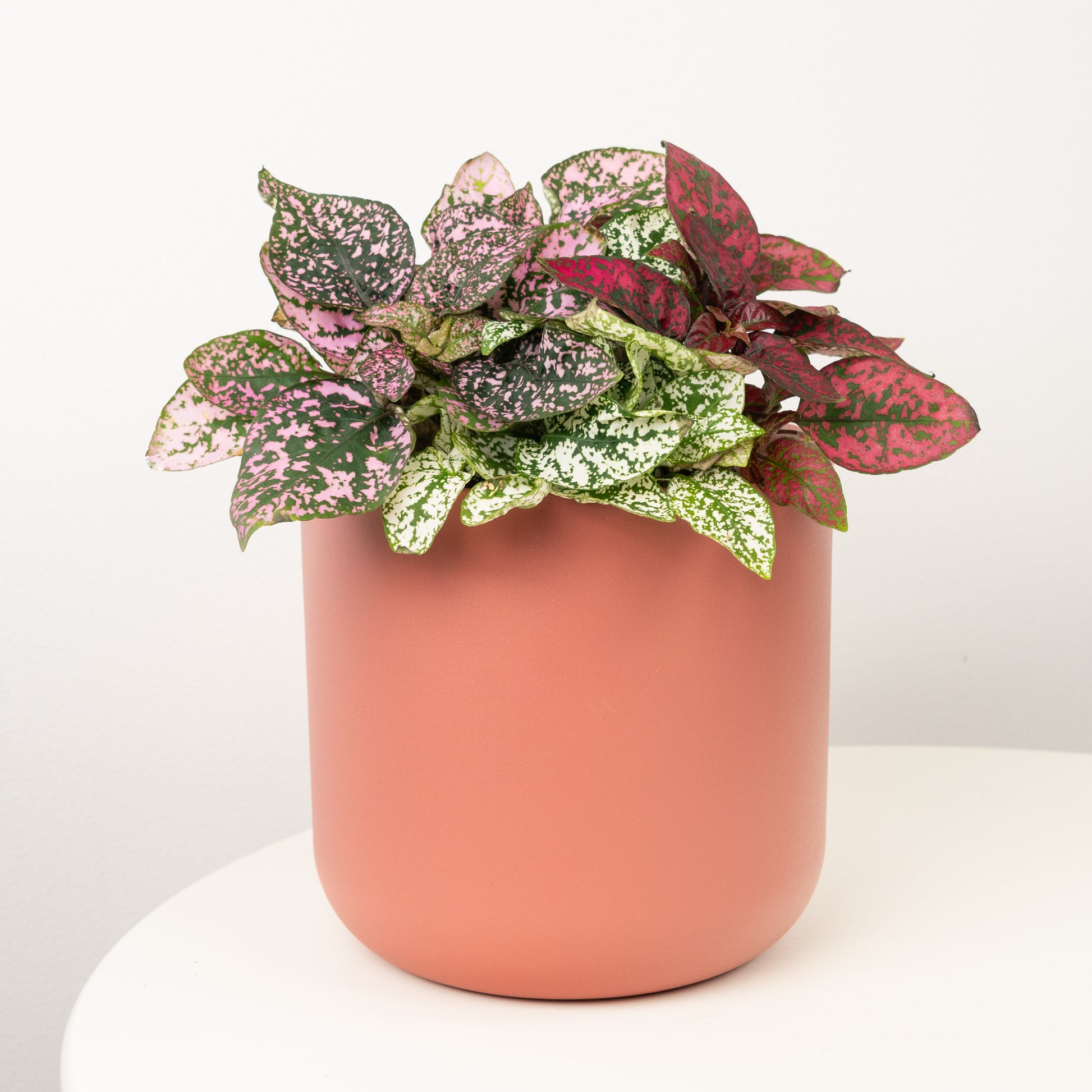 Polka Dot Plant | Rainbow