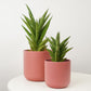 Snake Plant | Starshooter