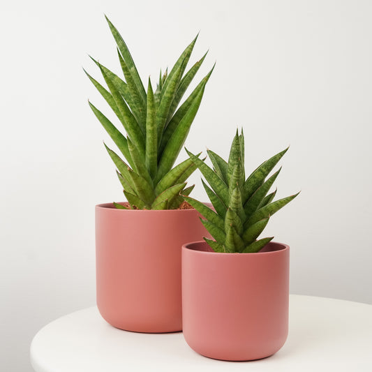 Snake Plant | Starshooter | Perfect Plants for Under £30