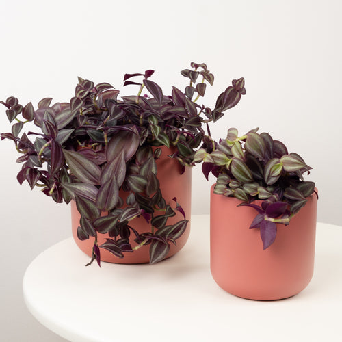 Wandering Dude | Purple Passion