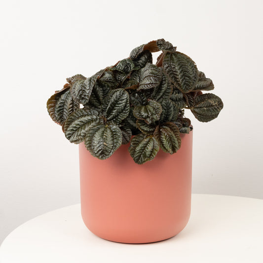 Friendship Plant | Norfolk | Pilea & Peperomia Plants