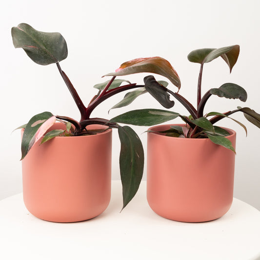 Pink Princess Philo | Rare Plant | Indoor Plants