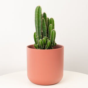 Apple Cactus Florida - Indoor Plant