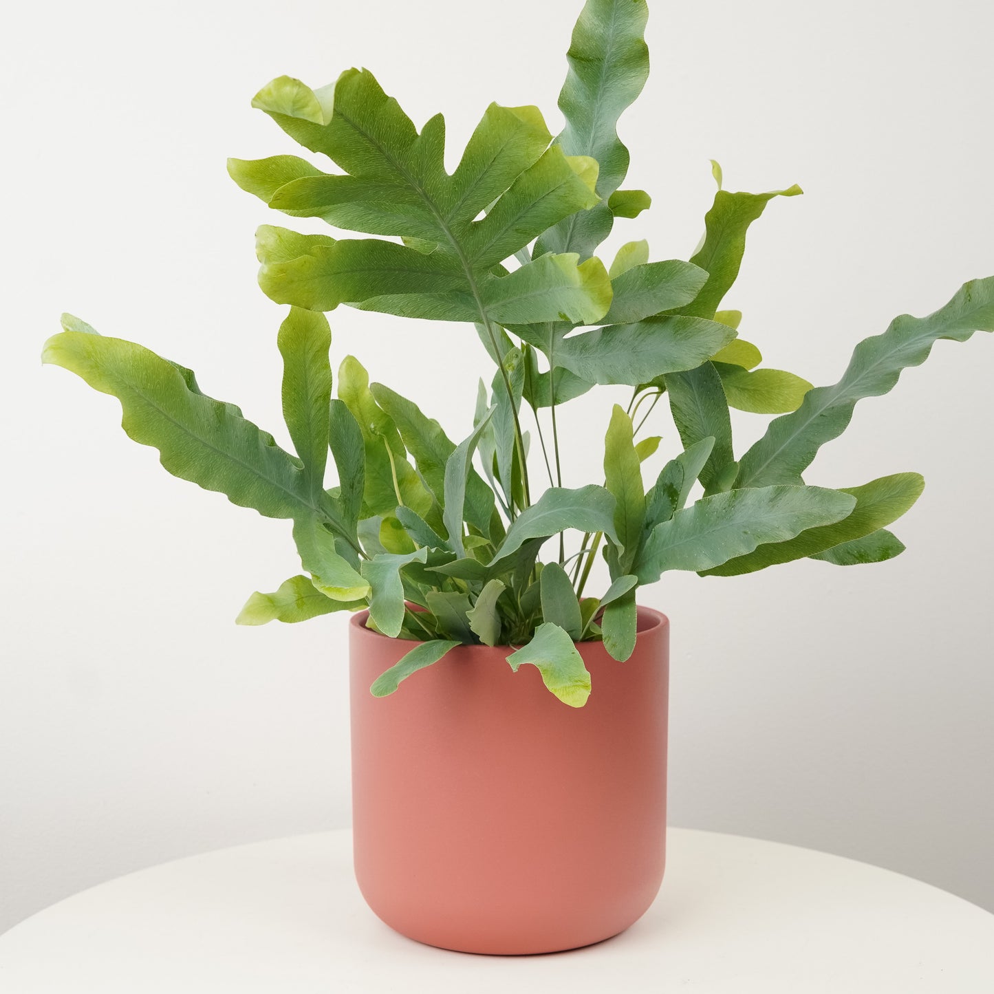 Blue Star Fern