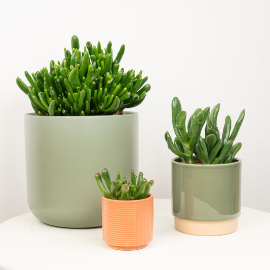 Hobbit Jade | Shrek Ears | Spring Plants