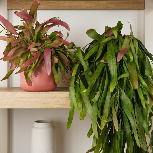 Mistletoe Cactus | Red Coral | Exotic & Tropical Plants