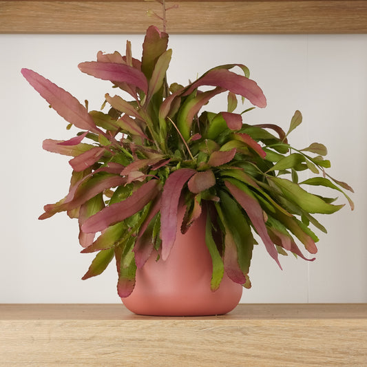 Mistletoe Cactus | Red Coral | Potted Houseplants