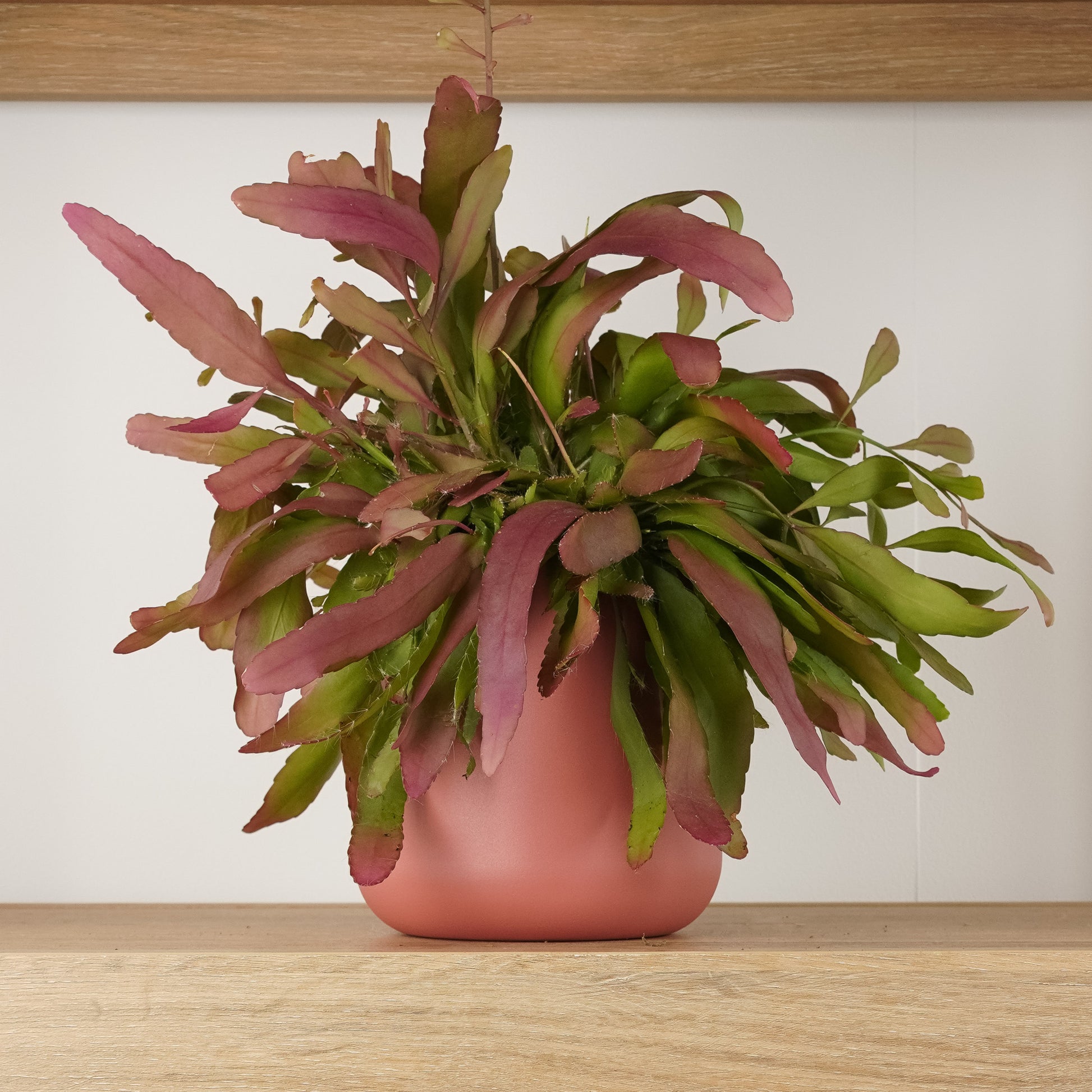 Mistletoe Cactus | Red Coral