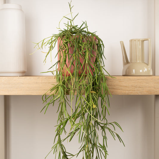 Porcelain Vine | Indoor Succulent Plants