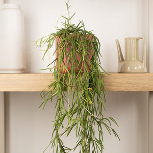 Porcelain Vine - Indoor Plant
