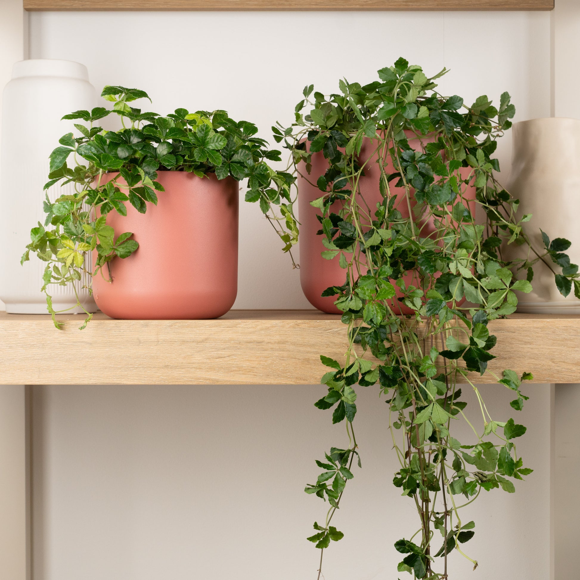 indoor plants with tendrils Sugar Vine