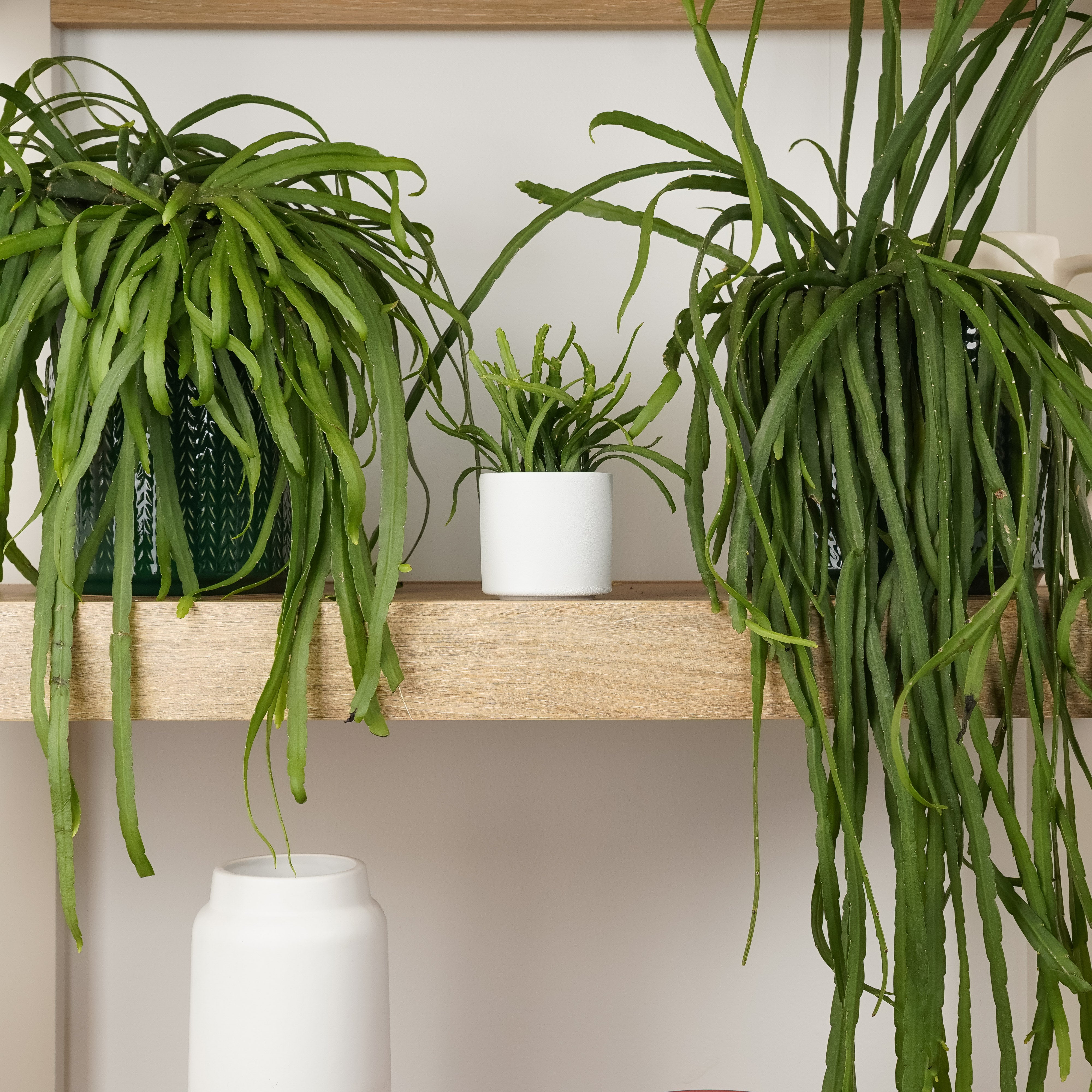 Bolivianum Forest Cactus | Lepismium Bolivianum | Houseplant UK