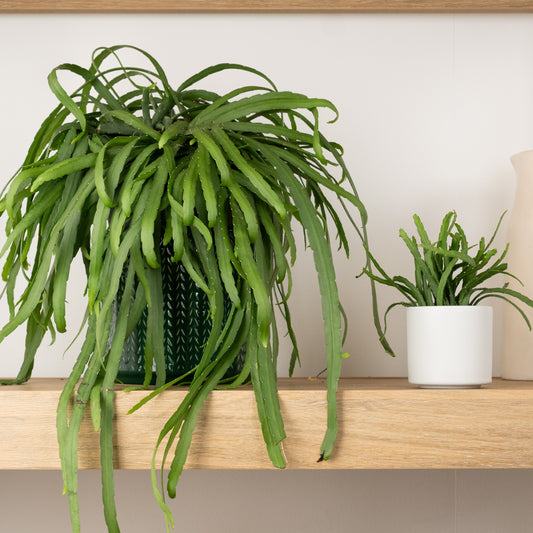 Bolivianum Forest Cactus | Potted Houseplants