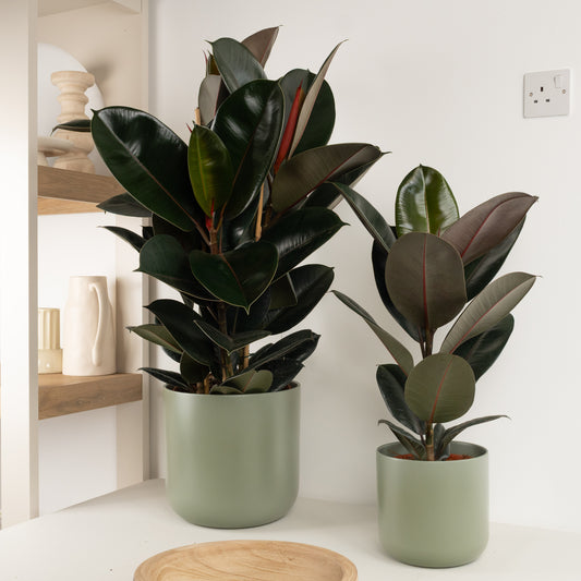 Rubber Tree | Abidjan | Foliage Plants