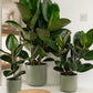 Rubber Plant | Robusta