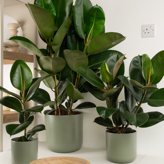 Rubber Plant | Robusta | Spring Plants