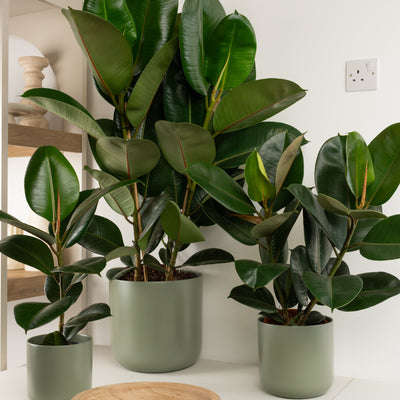 Rubber Plant | Robusta - Indoor Plants