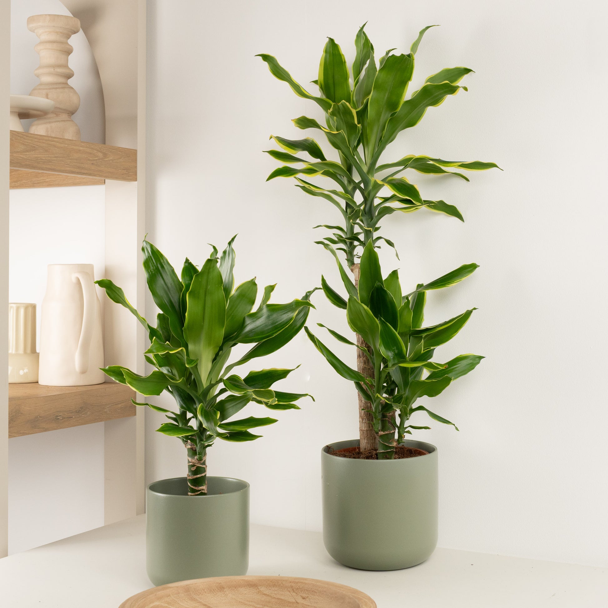 dracaena fragrans golden coast care Palm