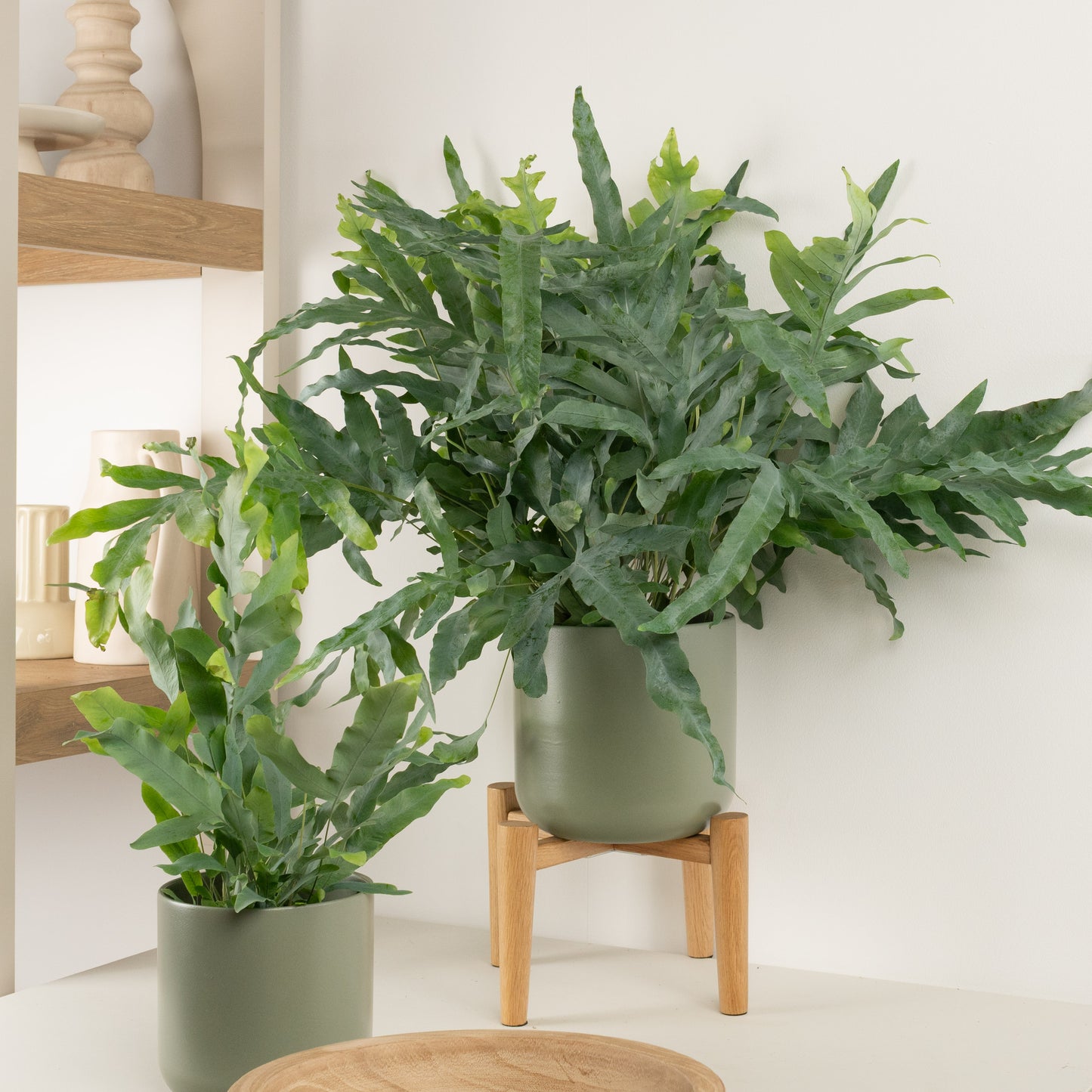 Blue Star Fern