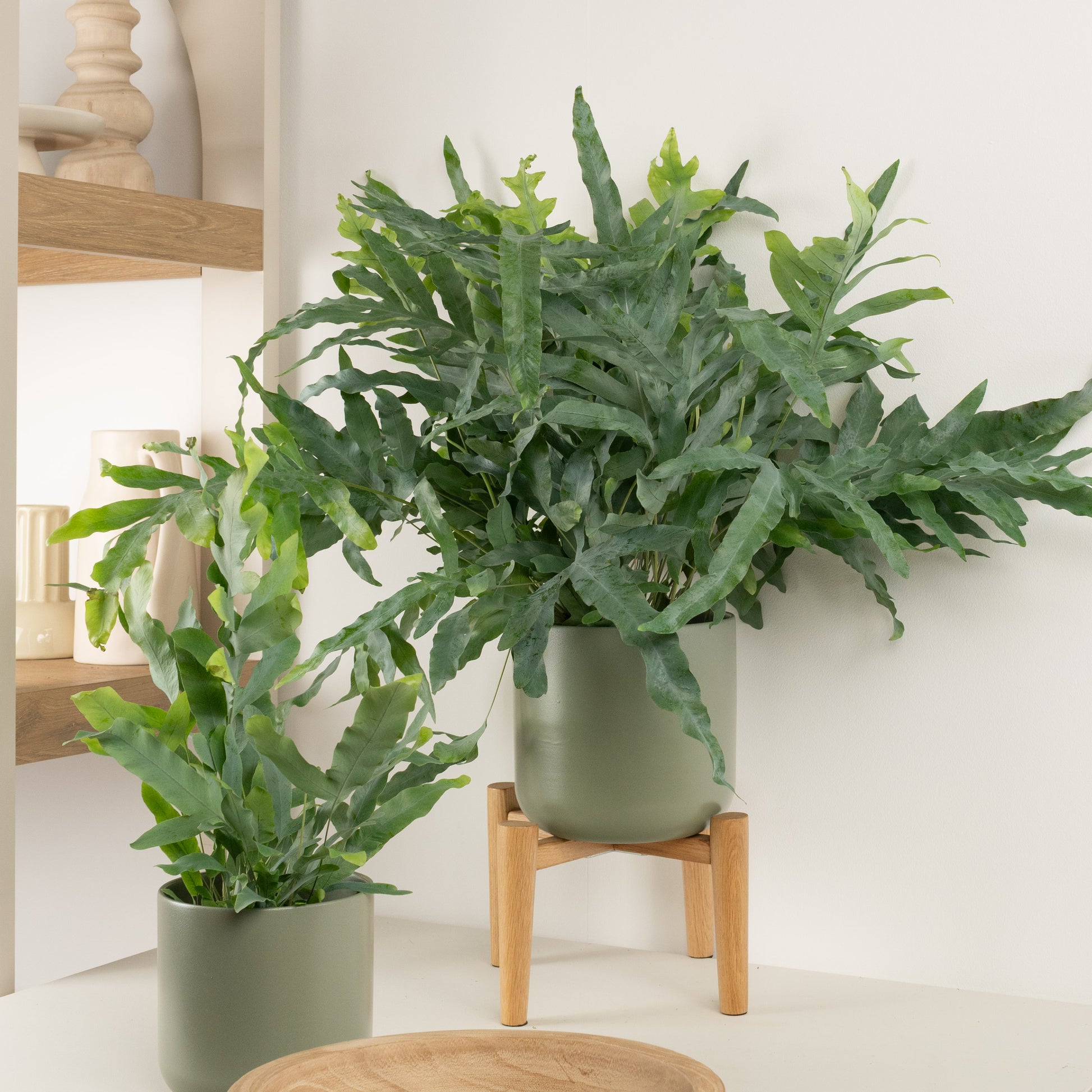 Blue Star Fern