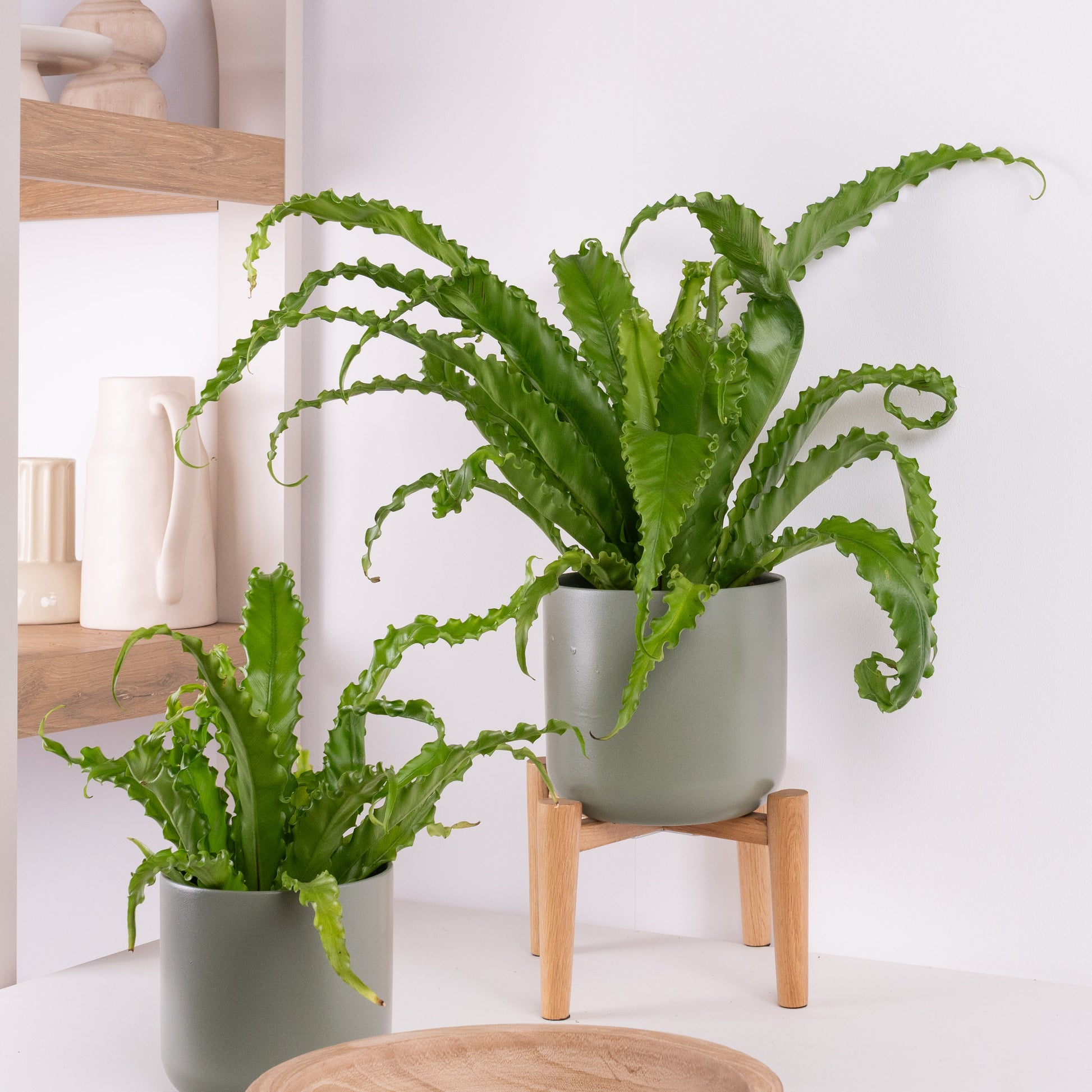birds nest fern light Birds Nest Fern