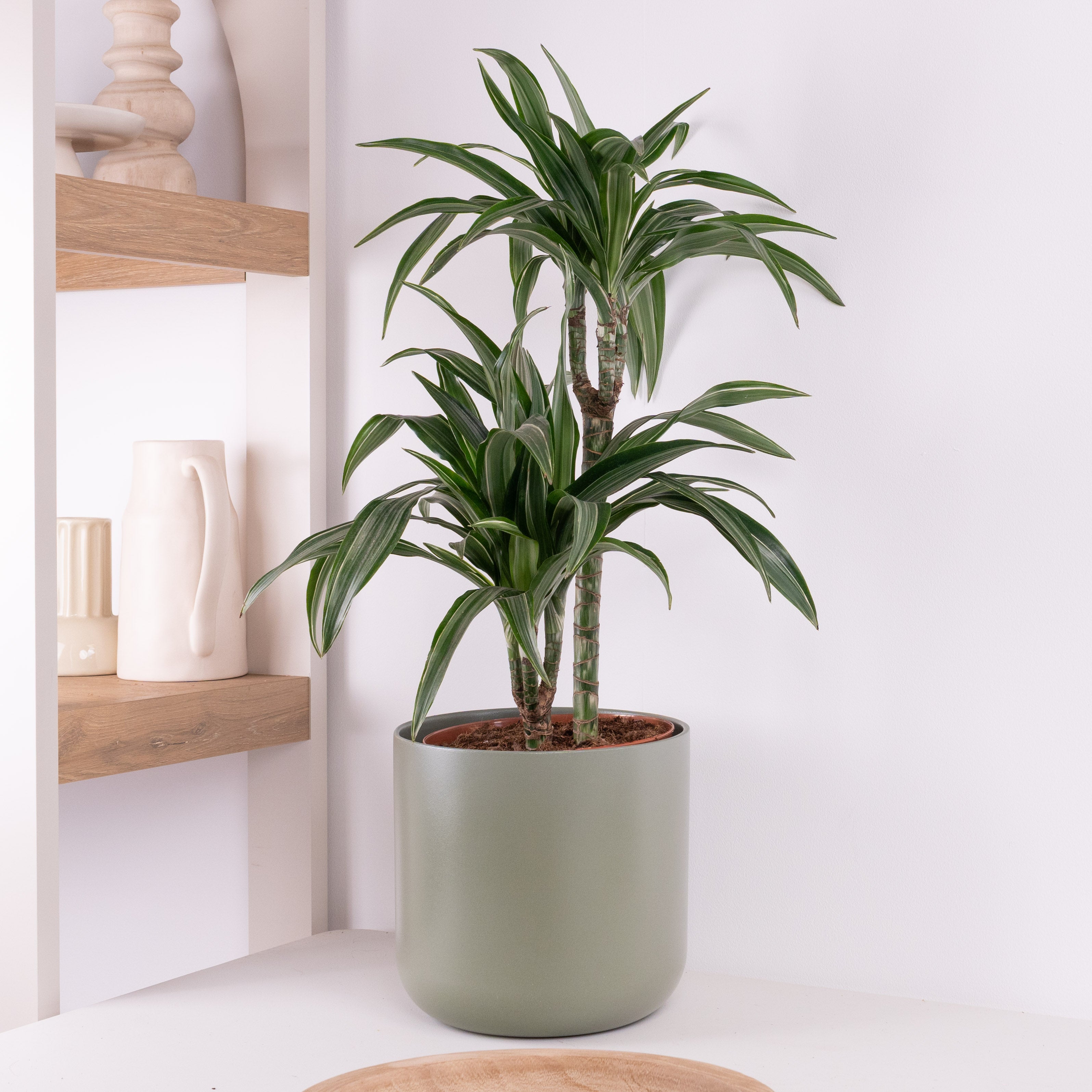 dracaena ulysses Palm | Ulises