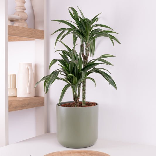 Palm | Ulises | Dracaena Plants