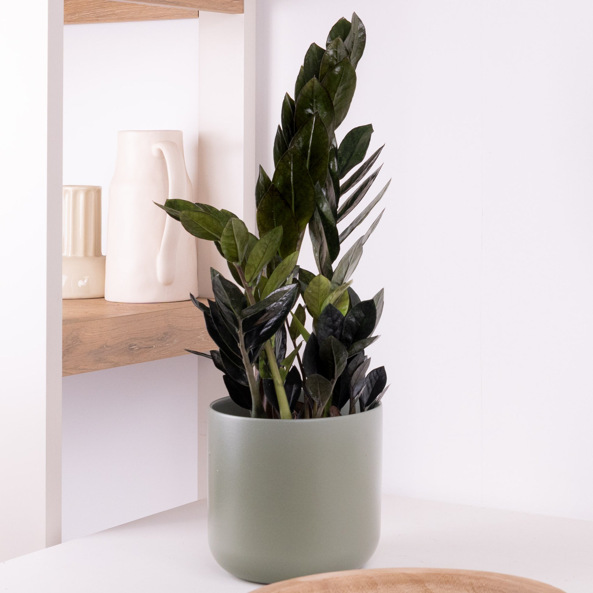 raven zz plant uk Black ZZ Plant