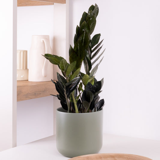 Black ZZ Plant | Raven | Indoor Succulent Plants
