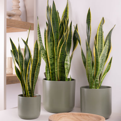 Snake Plant | Laurentii