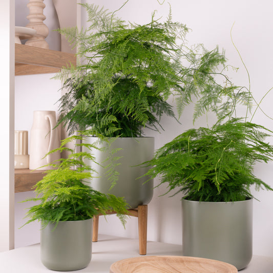 Lace Fern | Air Purifying Plants