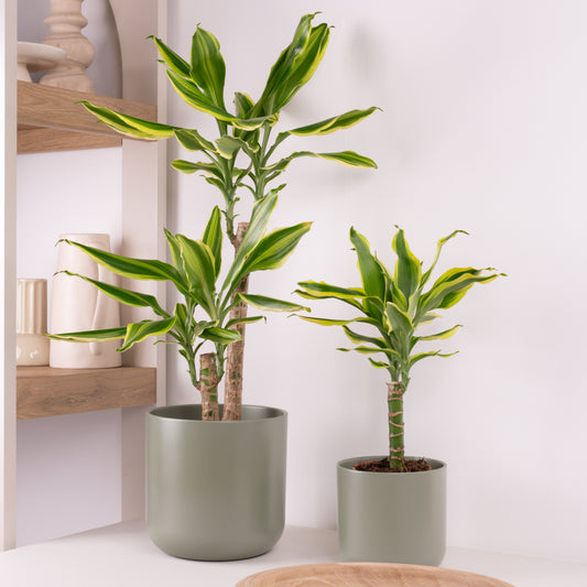 Palm | Golden Queen | Perfect Plants for Under £30