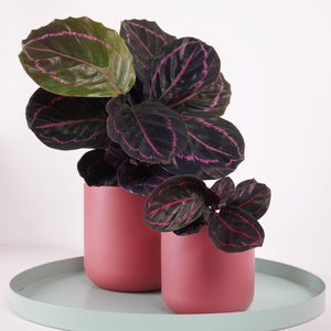 Prayer Plant | Roseo Dottie - Indoor Plant