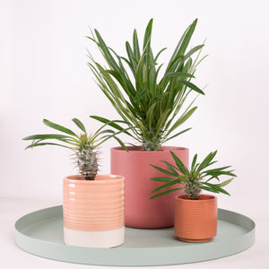 Madagascar Palm - Indoor Plant