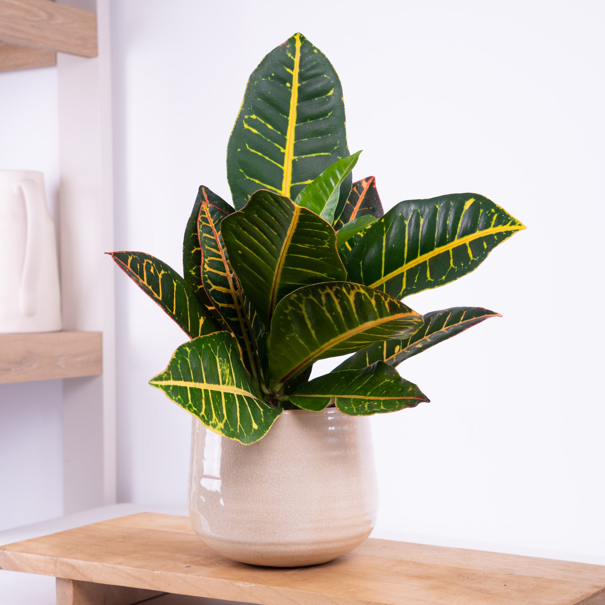 is croton petra an indoor plant Croton