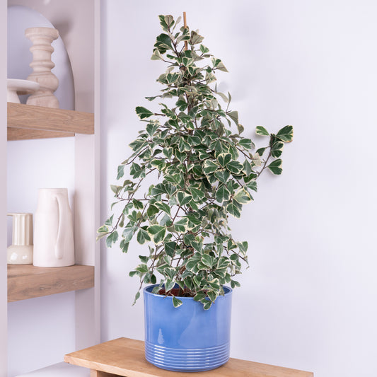 Sweetheart Fig | Easy Care Houseplants