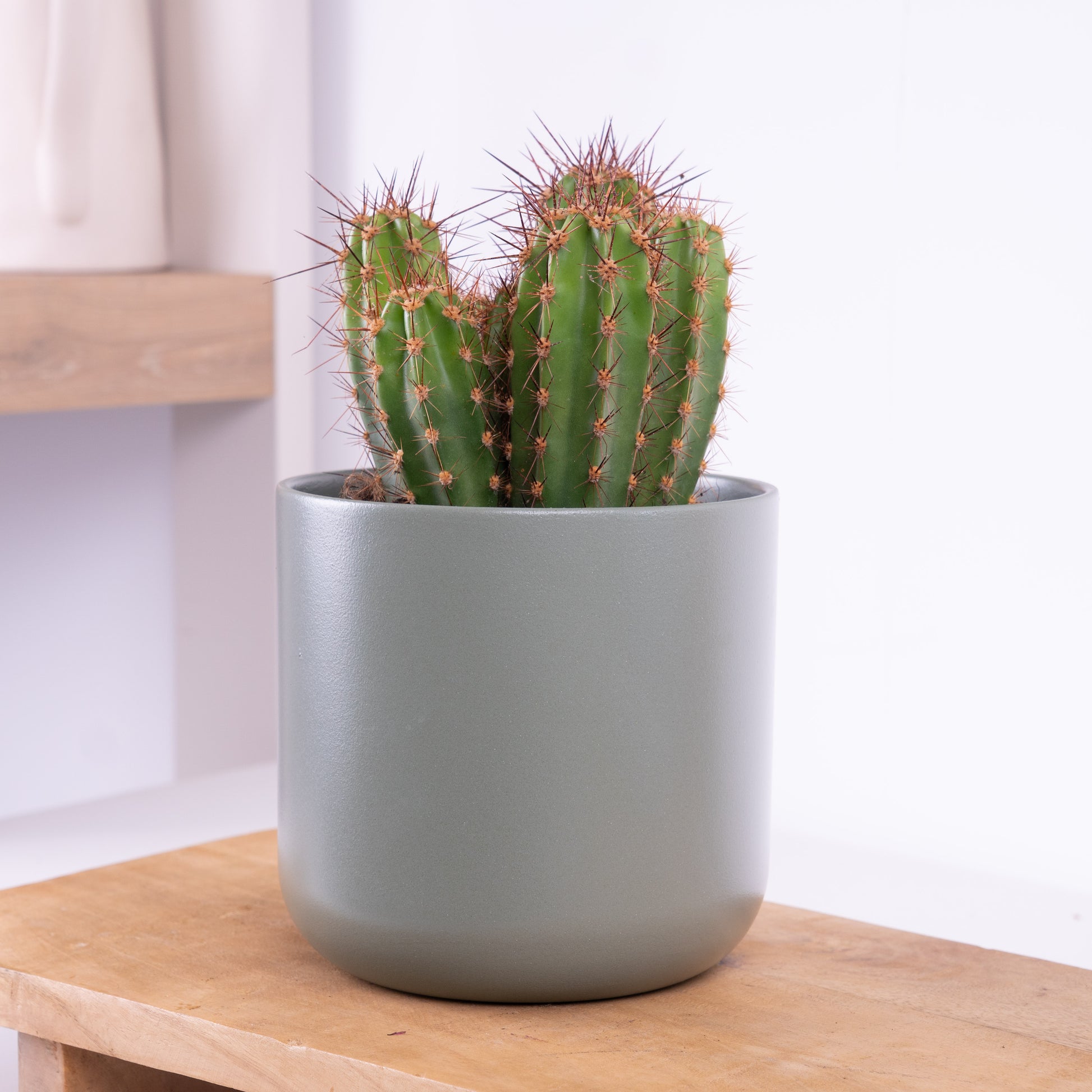 Red Spike | Column Cactus