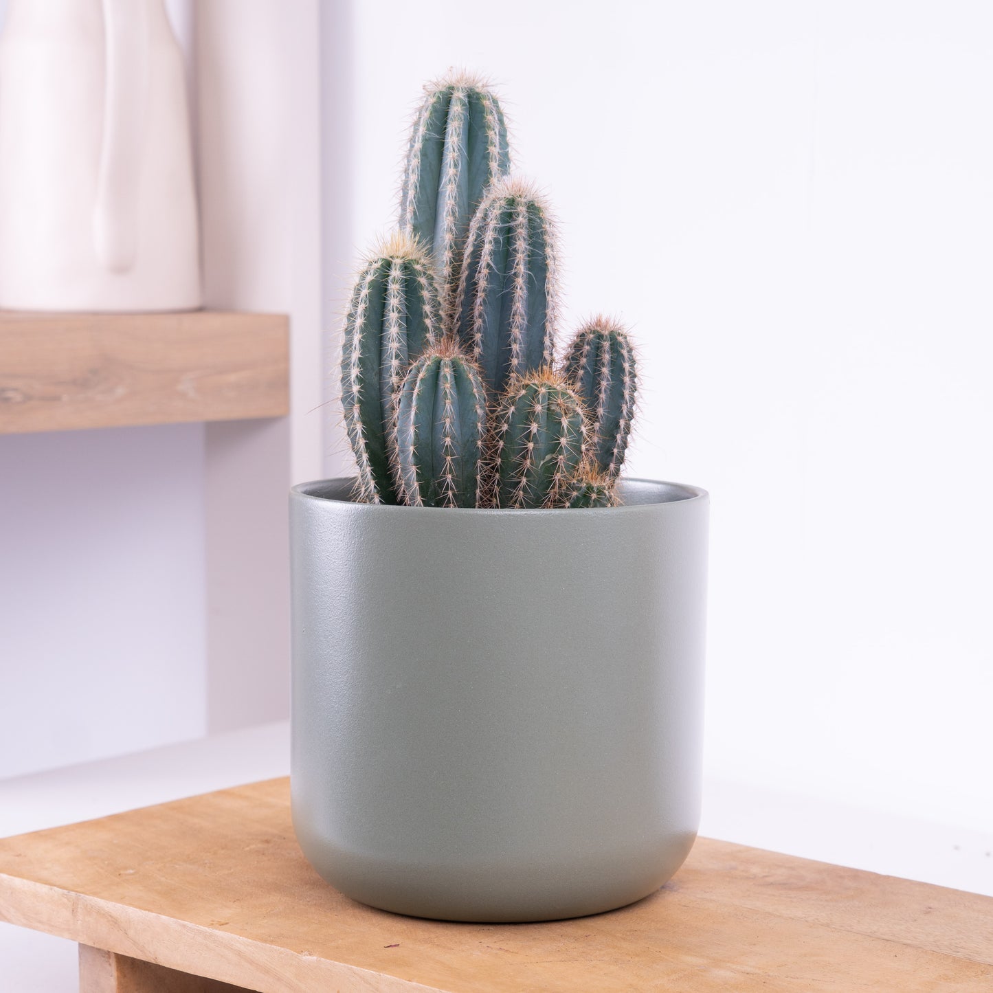 Odile's Blue Cactus